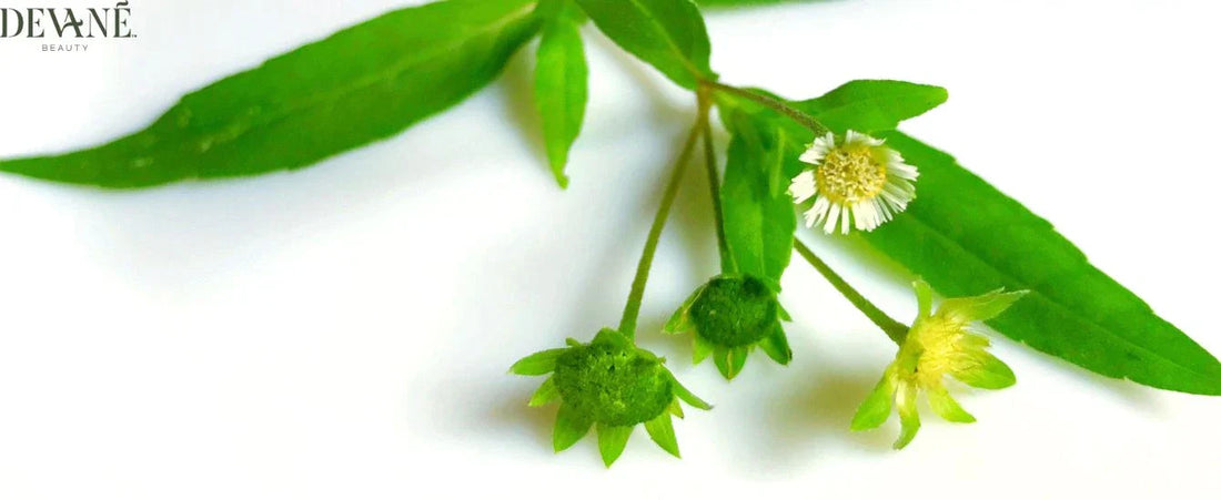 Bhringraj Isn't Ancient, It's Scientifically Proven Too