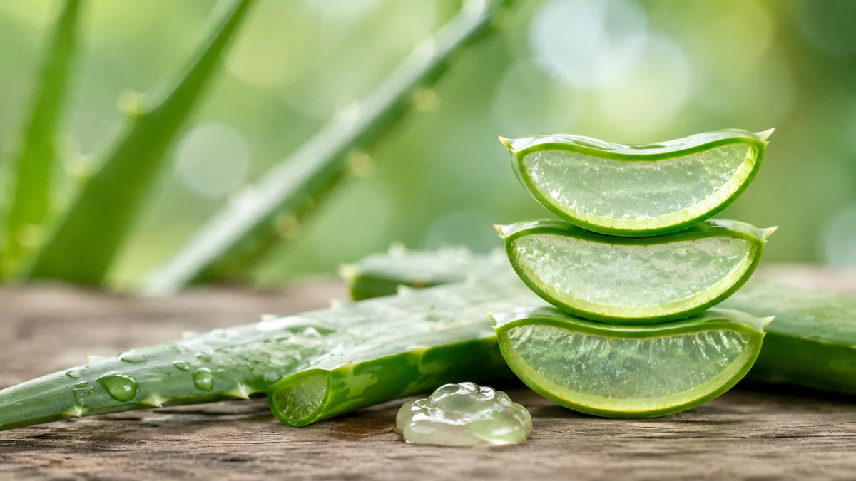 Aloe Vera