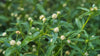 gid://shopify/MediaImage/46226069160177