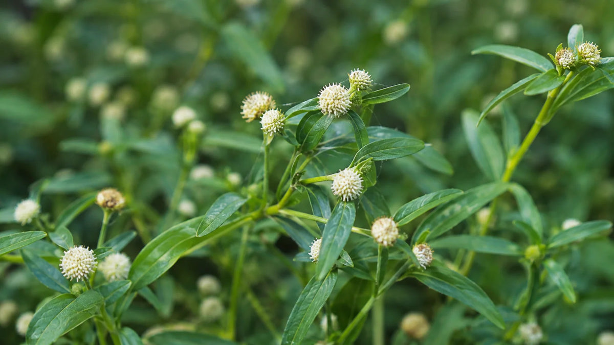 Bhringraj Extract
