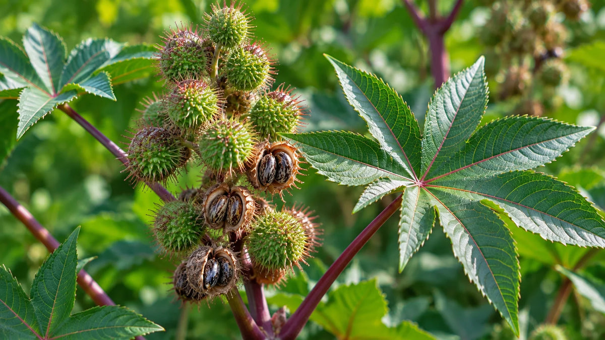 Castor Seed Oil