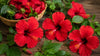 gid://shopify/MediaImage/46226069258481