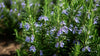 gid://shopify/MediaImage/46226069618929