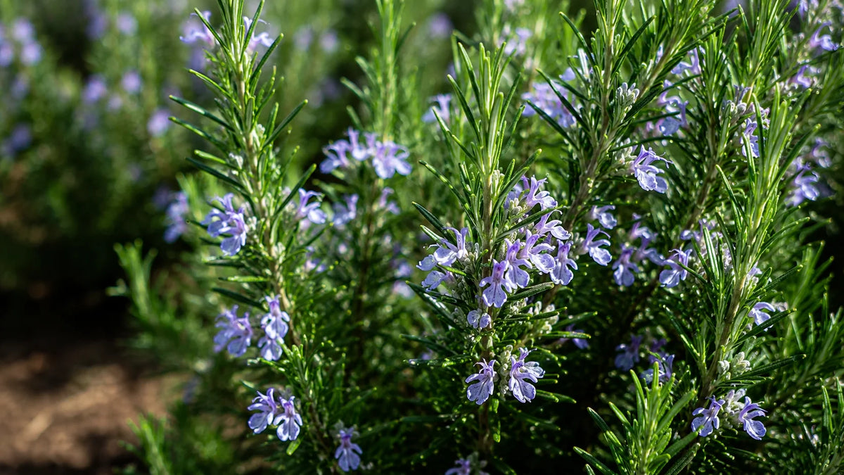 Rosemary Leaf Oil 
