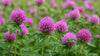 gid://shopify/MediaImage/46226069324017