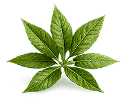 NEEM