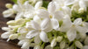 gid://shopify/MediaImage/46226069094641